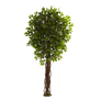 Tree Png Stock 19