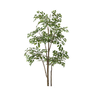 Tree Png Stock 23