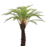 Fern Png Stock