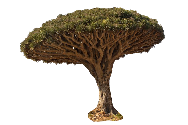 Dragon Blood Tree Png 7 By Gareng92 On Deviantart Dragon Blood Tree Png 7 By Gareng92 On Deviantart