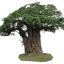 baobab tree PNG
