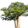 baobab tree PNG 5