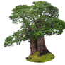 baobab tree PNG 1