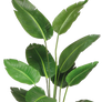 Plant Png 7