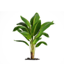 Plant Png 14