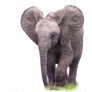 Dumbo Elephant Png