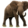 Elephant Png 7