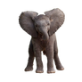 Baby Elephant Png 2