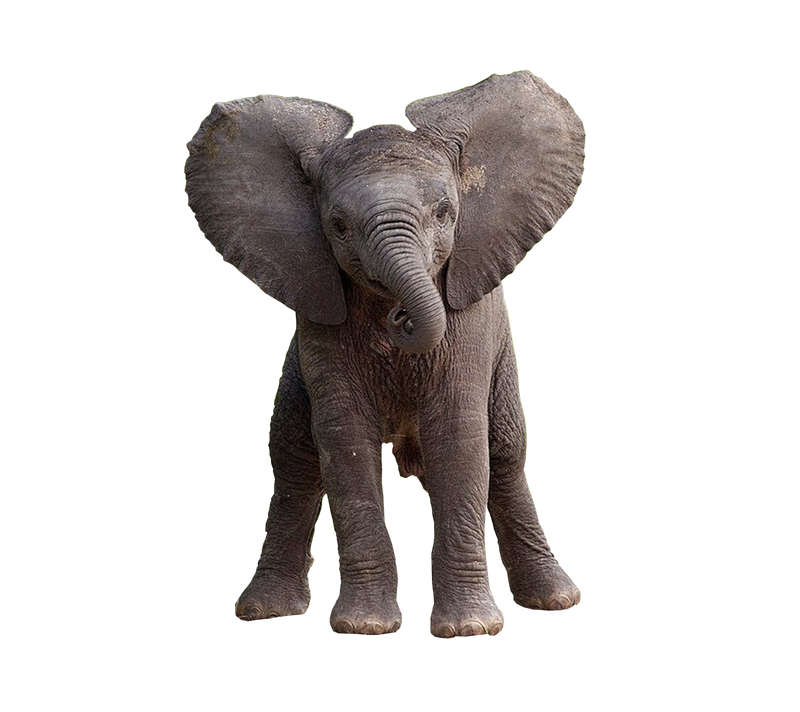 Baby Elephant Png 2 by Gareng92 on DeviantArt