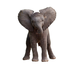 Baby Elephant Png 2