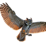 Owl Png