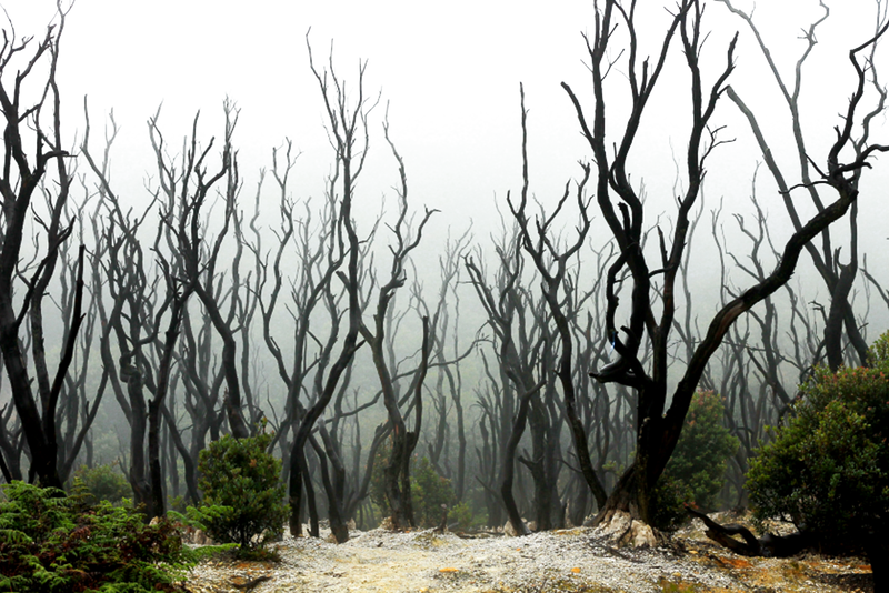 Dead Forest Png 1 by Gareng92 on DeviantArt