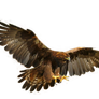 Eagle Png 1