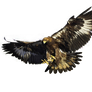 Eagle Png 2