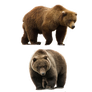 Bear Png Pack