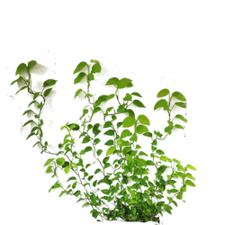 Wall Plant Cut Out Png