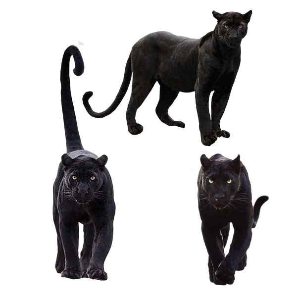 Black Panther Animal Png Pack by Gareng92 on DeviantArt Black Panther Animal Png Pack by Gareng92 on DeviantArt