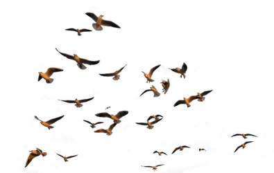 Birds Swarm Png 3