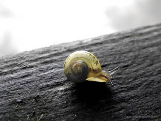 Babice's Snail