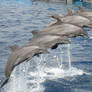 Dolphins