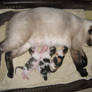 Proud Siamese Mom