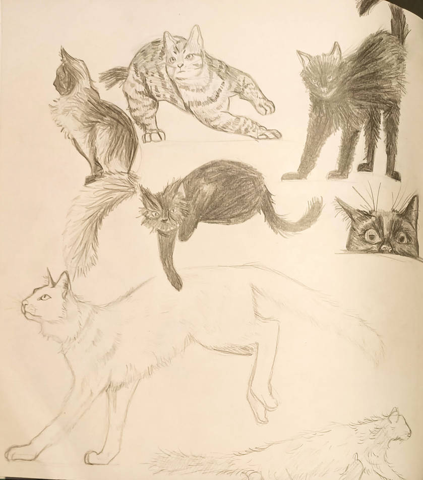 Cat Study Reference Cats study by Charliesdailylife31 on DeviantArt