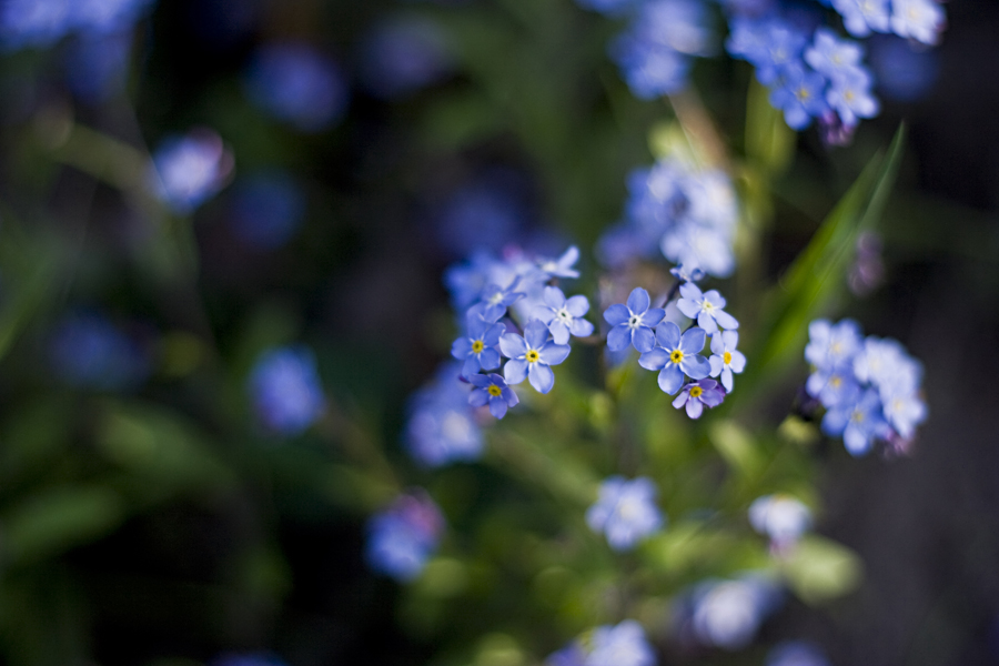 forget me not