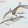 faux watercolour common dolphins