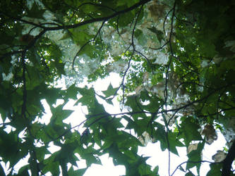 Light through webs and leaves