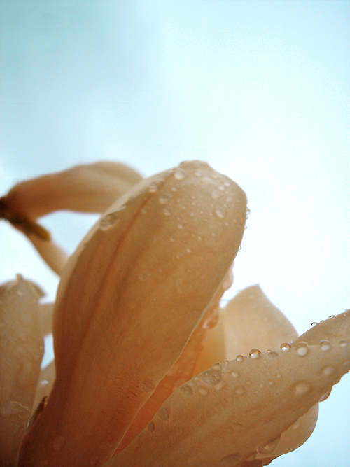 rain and morning and flower