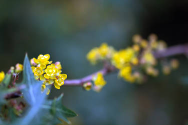 Yellow Blossoms