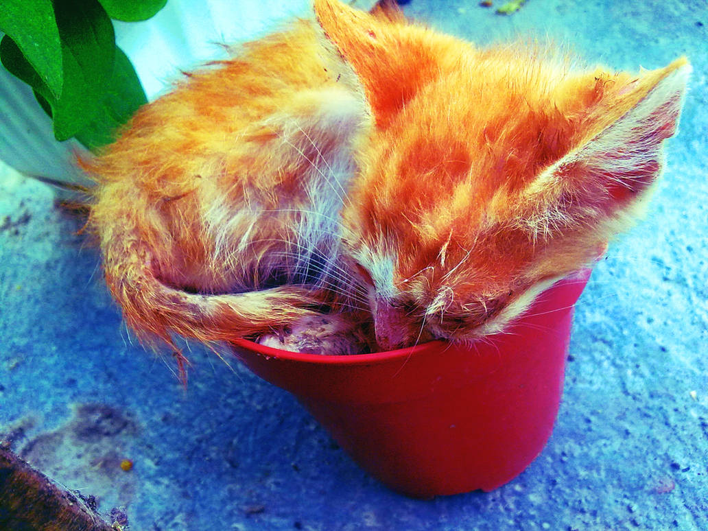 Kitten Sleeping in a Flowerpot