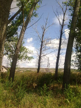 Trees in Summer