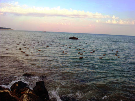 Seagulls at Sea