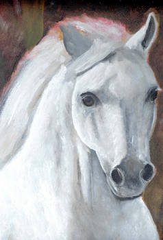 arabian horse (sketch)