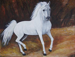 arab stallion