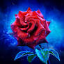 Mystical  Rose