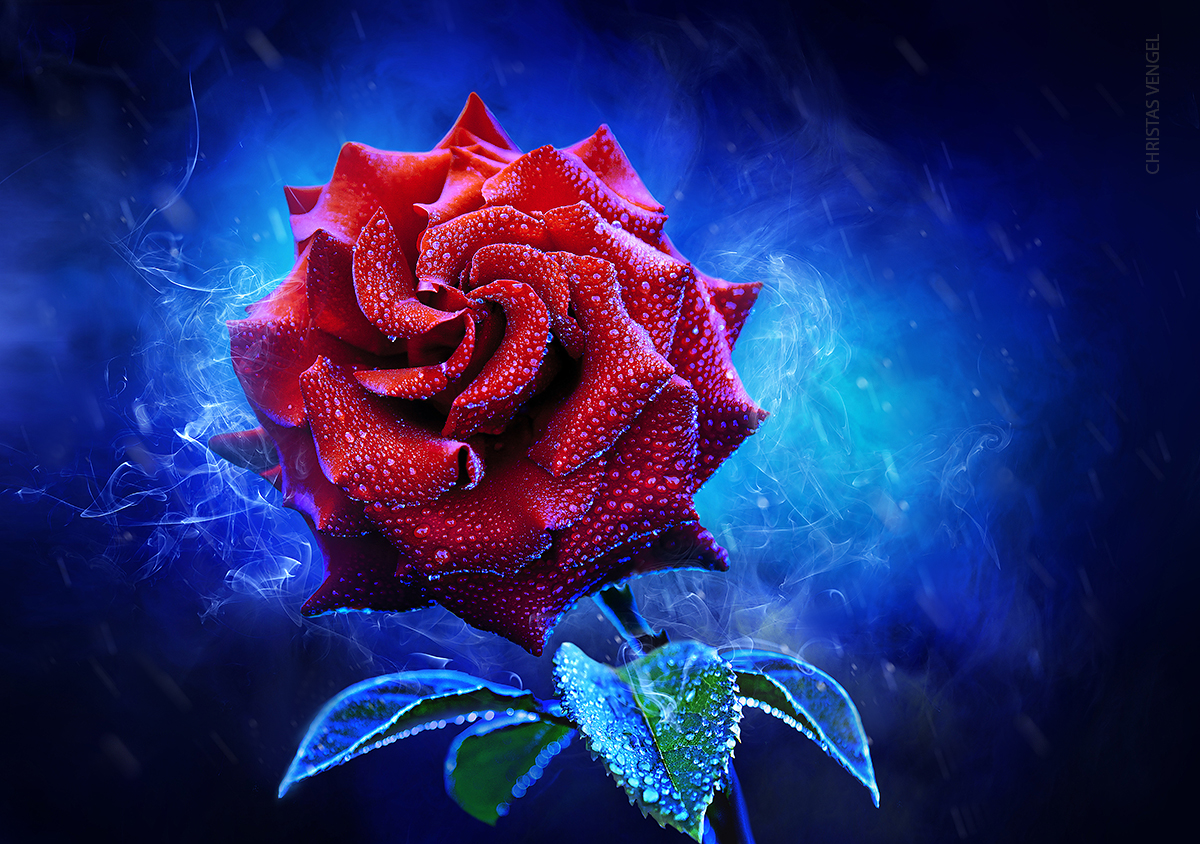 Mystical Rose By Christasvengel On Deviantart