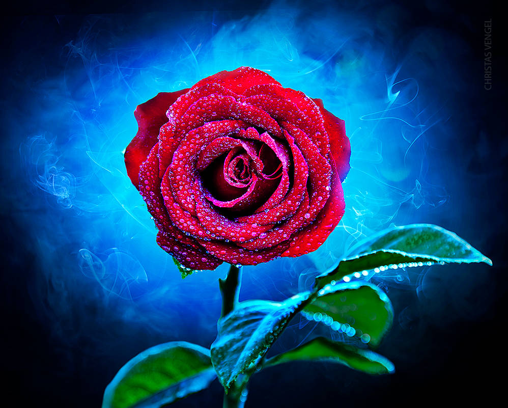 Mystical Rose Ii By Christasvengel On Deviantart