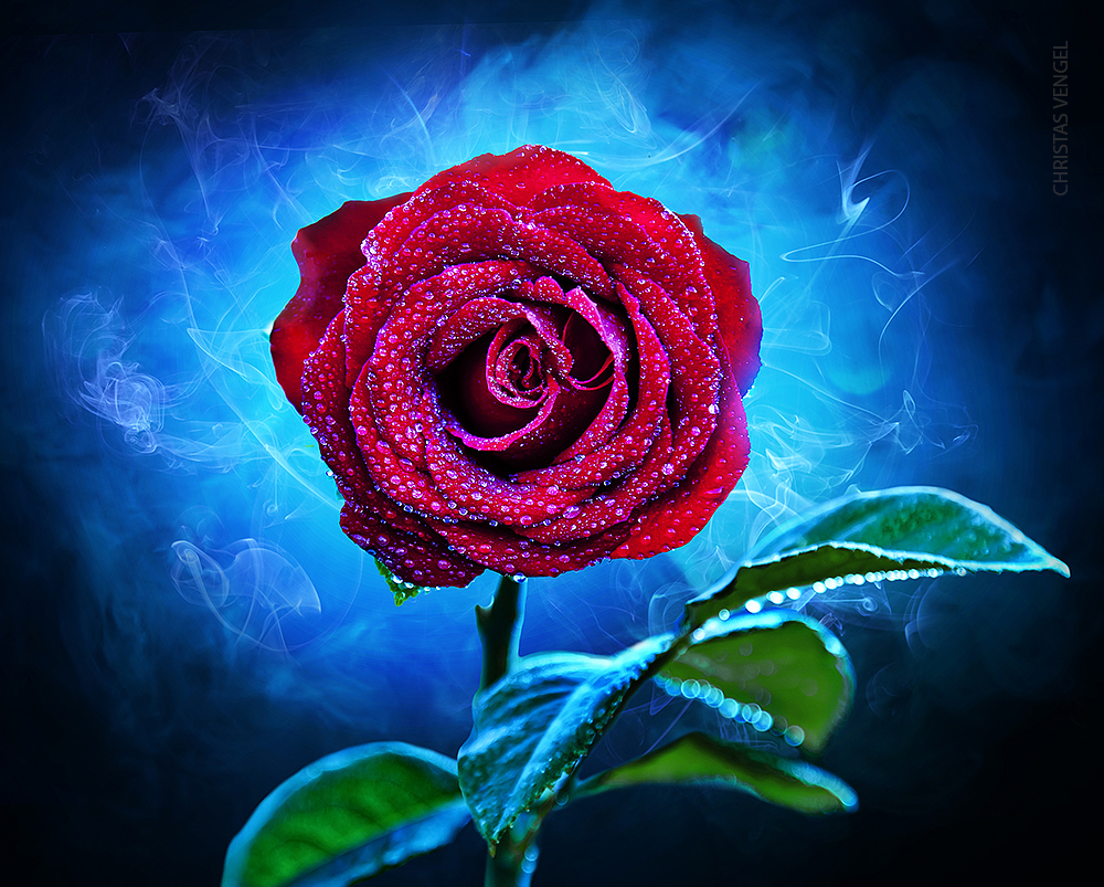 Mystical  Rose II