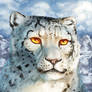 Snow leopard portrait study