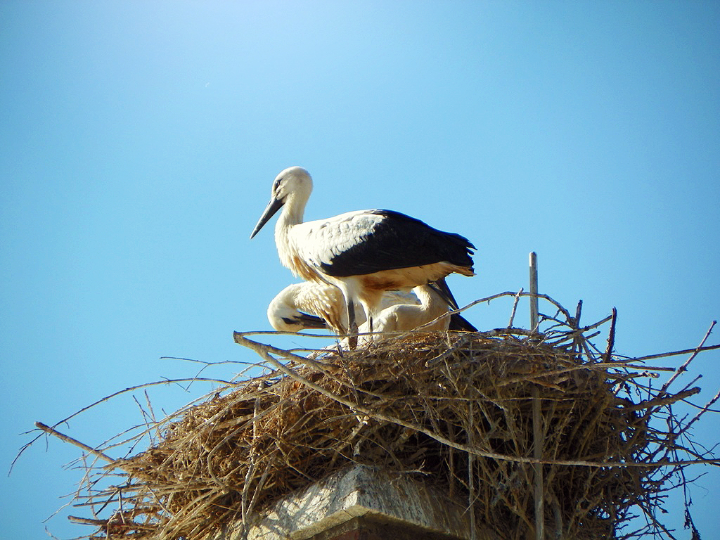 Storks' family