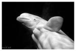 Beluga Whale by spawnofbill