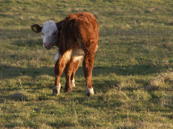 Calf