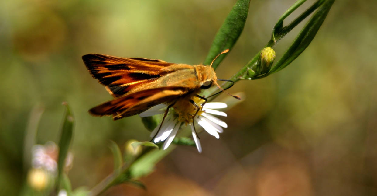 moth_1 by grovermurray on DeviantArt