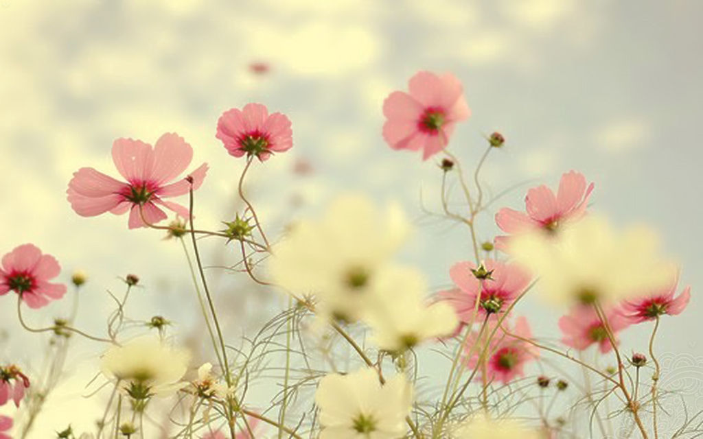 wall flower pink