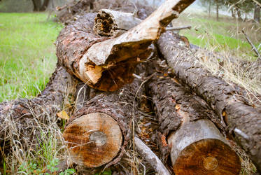 The Old Log Pile