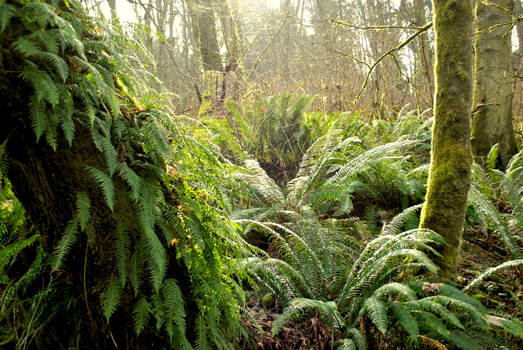 Carkeek Forest