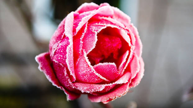Frozen Rose-1920x1080