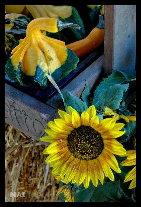Sunflower Squash by xola-mai on DeviantArt